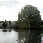 Waddon Ponds