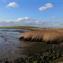 Rainham Marshes - Thames Side