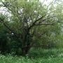 Walthamstow Marshes