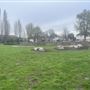 Plumstead Gardens