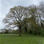 Holly Oak Wood Park