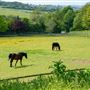 Foxfield Farm