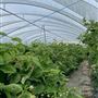 Honeybee Farm
