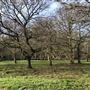 Wanstead Park