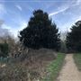 Wanstead Park