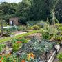 Grange Lane Allotments