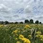 Leyton Marsh
