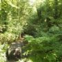 Sydenham Hill Wood