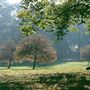 Green Park, The