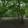 Highgate Wood