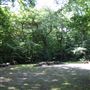 Queen's Wood