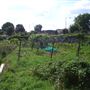 White Hart Lane Allotments