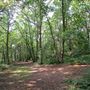 Mad Bess Wood