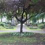 Albion Square