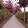 Capel Manor College and Gardens