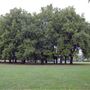 South Millfields Recreation Ground