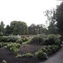 Coombe Wood