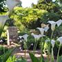 Chelsea Physic Garden
