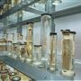 The Hunterian Museum