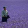 Mayfield Lavender Farm