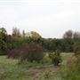The Mill Field