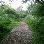 Walthamstow Marshes