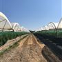 Honeybee Farm