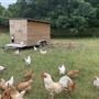 Waddle Farm