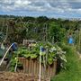 Grange Lane Allotments