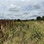 Leyton Marsh