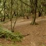 Hampstead Heath