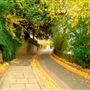 Hampstead area