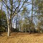 Cannizaro Park