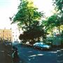 Albert Gardens