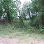 Cherry Tree Wood