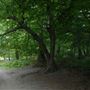 Highgate Wood