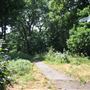 Queen's Wood