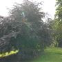 Hampstead Heath - the Hill Garden and Pergola