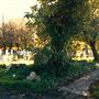 Fulham Cemetery