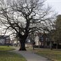 Lammas Park