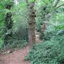 Dulwich Upper Wood