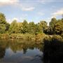 Russia Dock Woodland