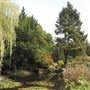 Coombe Wood