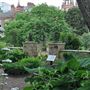 Chelsea Physic Garden