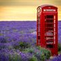 Mayfield Lavender Farm