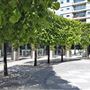 Cardinal Place - Park