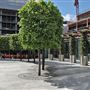 Cardinal Place - Park