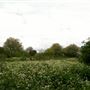 Walthamstow Marshes
