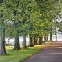 Morden Hall Park