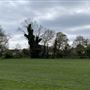 Holly Oak Wood Park